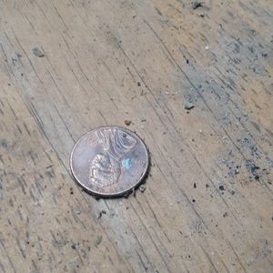 Wheat pennies dates:1892-1959 excellent condition